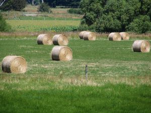 Hay_bales_near_Berwick,_Otago,_New_Zealand