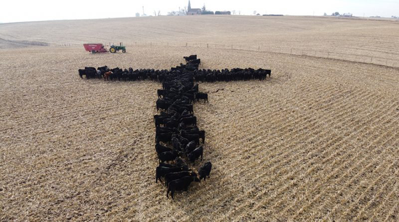 Cattle cross image goes viral Archdiocese of Wellington