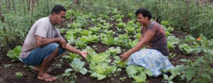 Wellington CLC supports Fiji arable training project Archdiocese of Wellington